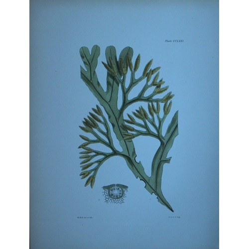 9401 - William Harvey - 2 Hand-coloured lithographs of Sea-Weeds 1846. 

These lithographs are from Phycolo... 