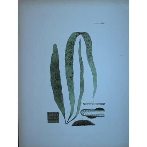 9403 - William Harvey - 2 Hand-coloured lithographs of Sea-Weeds 1846. 

These lithographs are from Phycolo... 