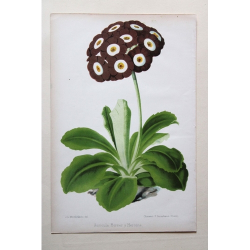 9404 - P Stroobant - 2 prints of Auriculas 1880. 

These chromolithographs of Auricula Horner's Heroine and... 