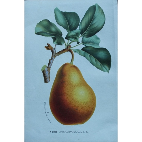 9405 - Lemaire & van Houtte - 3 prints of fruit 1867. 

These chromolithographs are from Flore de Serres et... 