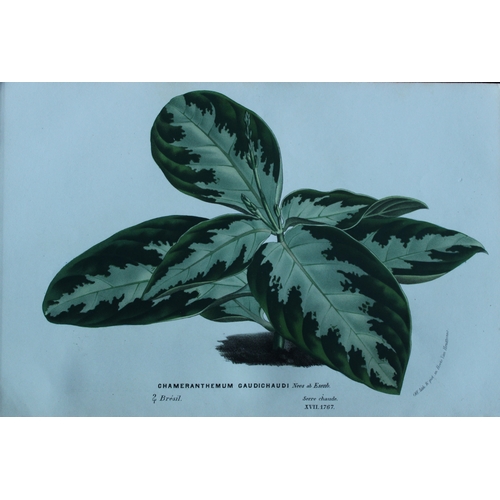 9426 - Lemaire & van Houtte - 3 prints from Flore des Serres 1867. 

These chromolithographs are from Flore... 