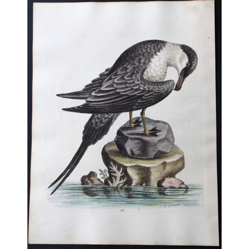 9116 - George Edwards - Engraving of the Arctic Bird 1750.. 

This beautiful engraving is from A History of... 