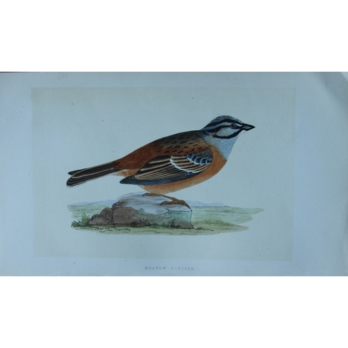 9177 - Charles Bree - 4 prints of Buntings from Birds of Europe 1866. 

These hand-coloured wood engravings... 