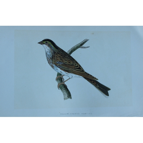 9177 - Charles Bree - 4 prints of Buntings from Birds of Europe 1866. 

These hand-coloured wood engravings... 