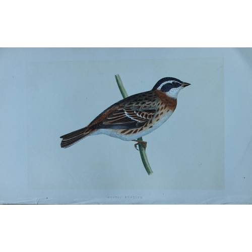 9177 - Charles Bree - 4 prints of Buntings from Birds of Europe 1866. 

These hand-coloured wood engravings... 