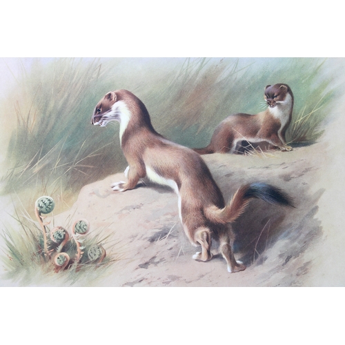 9314 - A Thorburn - 2 prints of the Stoat in summer and winter coats 1920. 

These original antique prints ... 