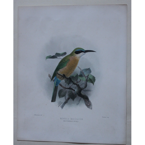 9109 - This beautiful chromolithograph is from Henry Eeles Dresser's classic A Monograph of the Meropidae, ... 