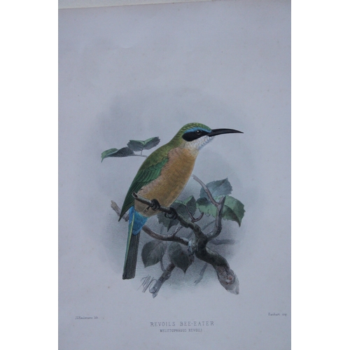 9109 - This beautiful chromolithograph is from Henry Eeles Dresser's classic A Monograph of the Meropidae, ... 