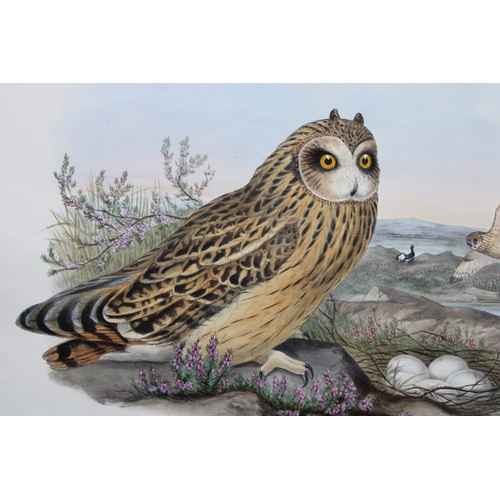 9024 - John Gould - Short-eared Owl from Birds of Great Britain 1862-73.

This original lithograph of the S... 