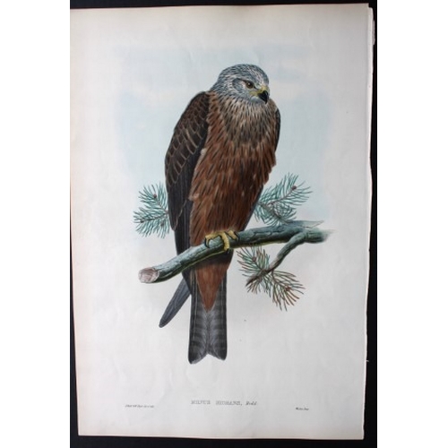 11011 - John Gould - Original lithograph of Black Kite 1862-73. 

This original lithograph of the Black Kite... 