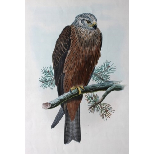 11011 - John Gould - Original lithograph of Black Kite 1862-73. 

This original lithograph of the Black Kite... 