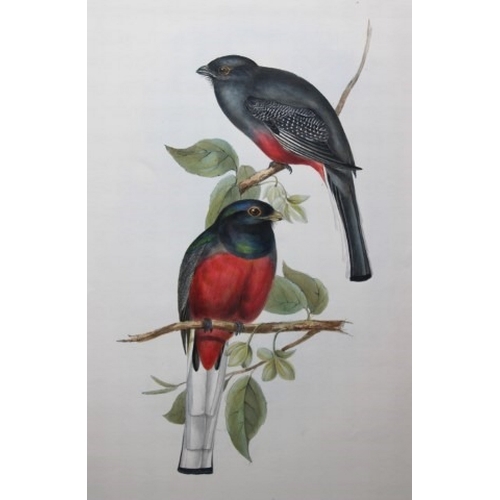 11044 - John Gould - Original lithograph of Surucua Trogon 1835. 

This original lithograph of the Surucua T... 