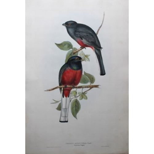 11044 - John Gould - Original lithograph of Surucua Trogon 1835. 

This original lithograph of the Surucua T... 