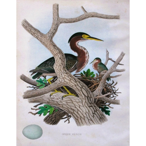 Thomas Gentry - Green Heron by Edwin Sheppard 1882. This beautifully ...