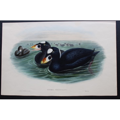 11007 - John Gould - Original lithograph of Surf Scoter  1862-73. This original lithograph of the Surf Scote... 