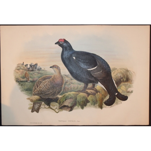 11030 - John Gould - Original lithograph of Black Grouse 1862-73. This original lithograph of the Black Grou... 