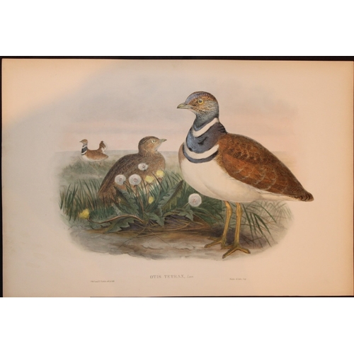 11033 - John Gould - Original lithograph of the Little Bustard 1862-73. This original lithograph of the Litt... 