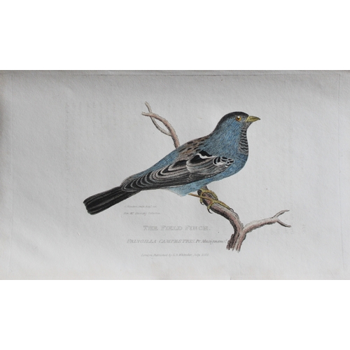 11731 - Baron Cuvier - Hand coloured engraving of Field Finch 1829. This antique engraving is from the Engli... 
