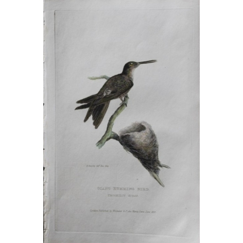 11735 - Baron Cuvier - Hand coloured engraving of Giant Hummingbird 1829. This antique engraving is from the... 