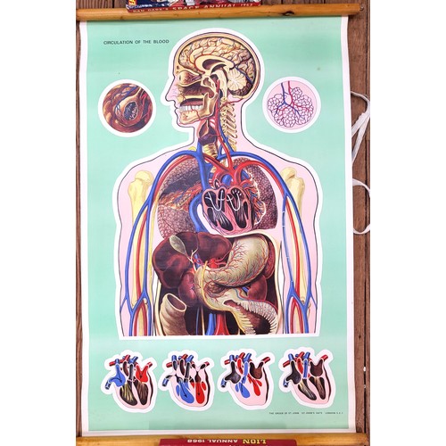 93 - St John's Ambulance educational poster: 'Circulation of the Blood' 90cm x 60cm