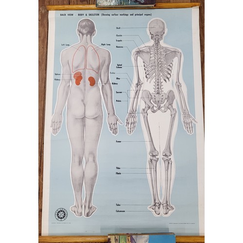 108 - St John's Ambulance educational posters: Back view body and skeleton 98cm x 66cm & 'Circulation'  (u... 