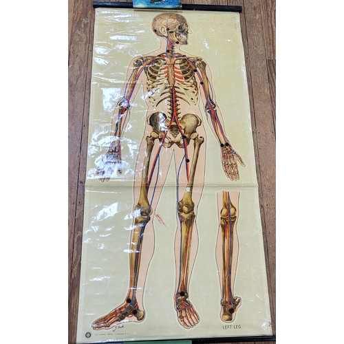 109 - St John's Ambulance educational poster: Skeleton (1943) 162cm x 75cm