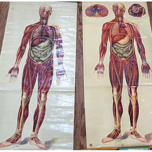 114 - St John's Ambulance educational poster: 'General Anatomy' I & II 1944 160cm x 73cm.