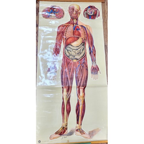 114 - St John's Ambulance educational poster: 'General Anatomy' I & II 1944 160cm x 73cm.