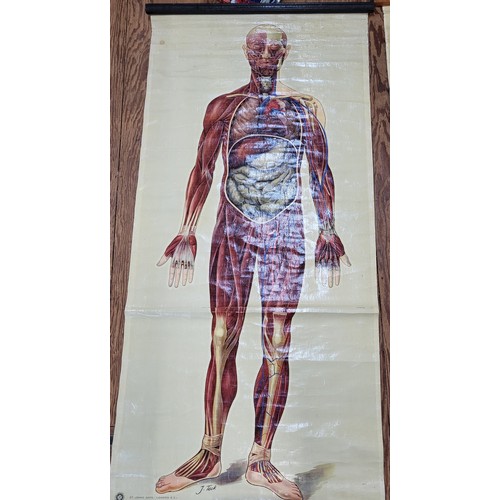 114 - St John's Ambulance educational poster: 'General Anatomy' I & II 1944 160cm x 73cm.