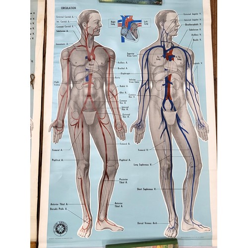 108 - St John's Ambulance educational posters: Back view body and skeleton 98cm x 66cm & 'Circulation'  (u... 