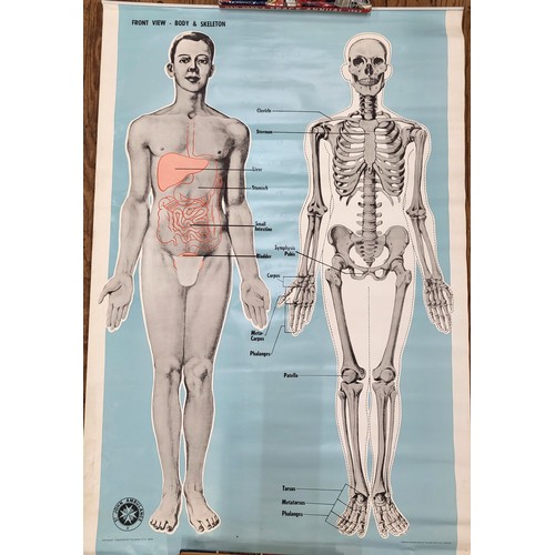 108 - St John's Ambulance educational posters: Back view body and skeleton 98cm x 66cm & 'Circulation'  (u... 