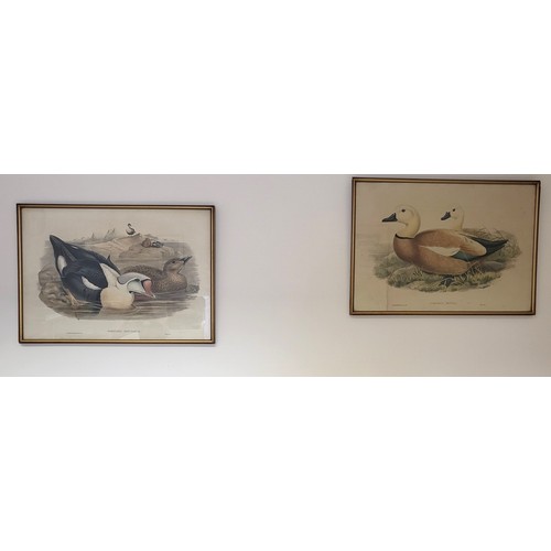 107 - Two vintage prints of Ducks 