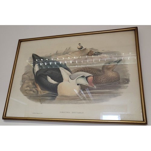 107 - Two vintage prints of Ducks 