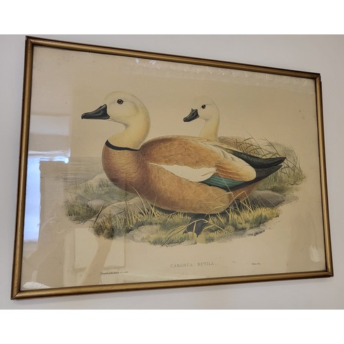 107 - Two vintage prints of Ducks 