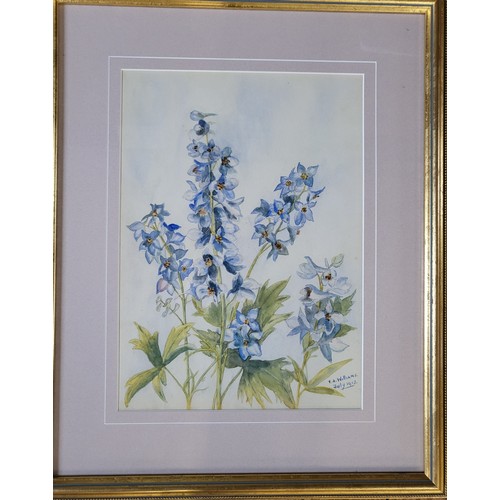 57 - A watercolour of blue flowers by V A William, July 1913. Framed and glazed. 51cm x 43cm.