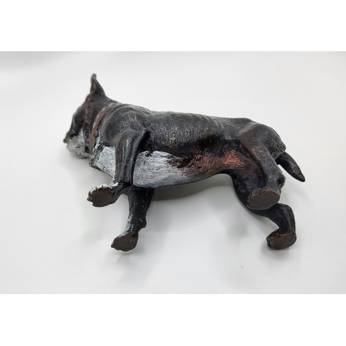 121 - A cold painted American Bulldog bronze figure 10cm x 11cm. 327gms.