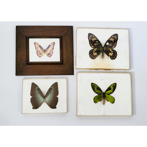 68 - A Kaleidoscope of butterflies, includes two Ornithoptera, a Morpho and a Mopho phanodemus.