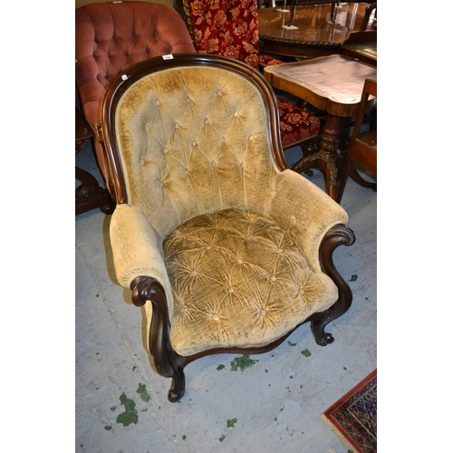 2368 - Good quality Victorian carved mahogany and button upholstered tub shaped drawing room chair on cabri... 