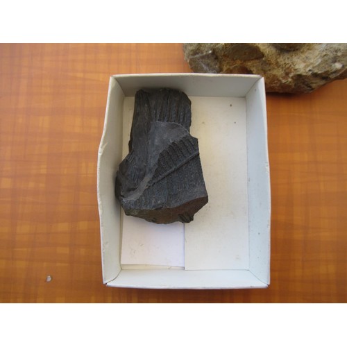 260 - Box containing a large quantity of fossils and mineral samples etc, many identified by type and exca... 