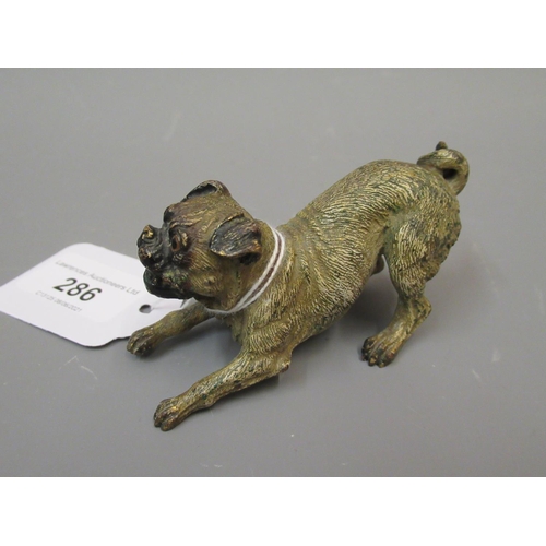 286 - Small Austrian cold painted bronze figure of a pug, 3.25ins long