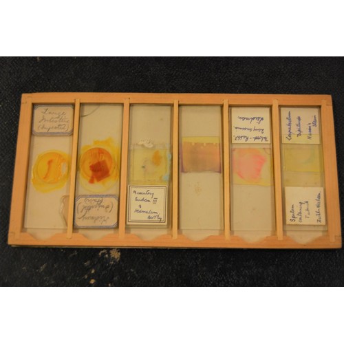 227 - 19th Century pine microscope slide box containing various slides