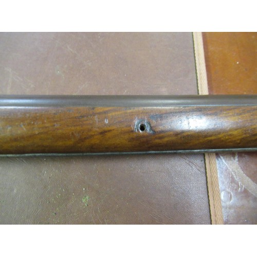 319 - 19th Century percussion cap musket with walnut stock, 55ins long overall (at fault)