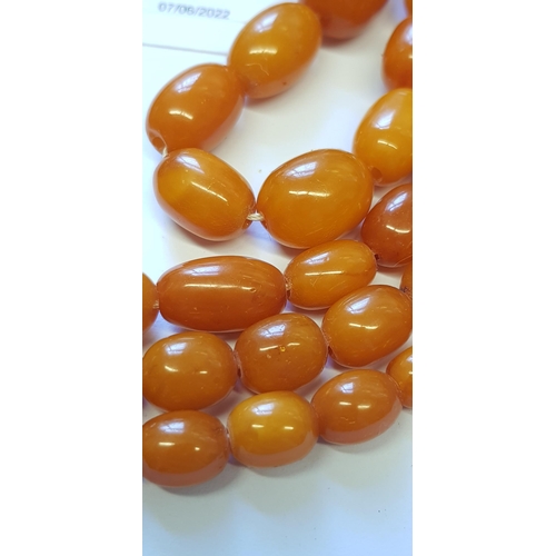 959 - Long butterscotch amber bead necklace, 62g, approximately 150cms in length, the largest bead approxi... 