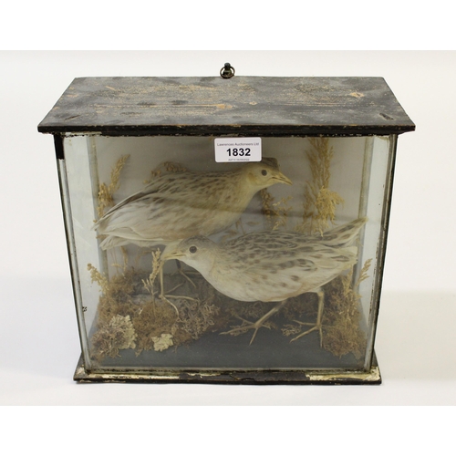 1832 - Taxidermy pair of corncrakes, housed in a glazed cabinet, circa 1900