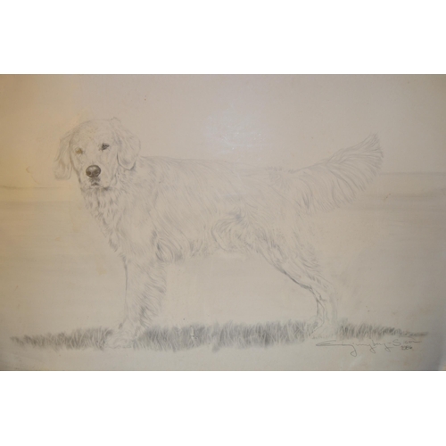 1476 - Elizabeth Sison, pencil drawing, study of a dog, 20ins x 35ins approximately, signed and dated 1986,... 