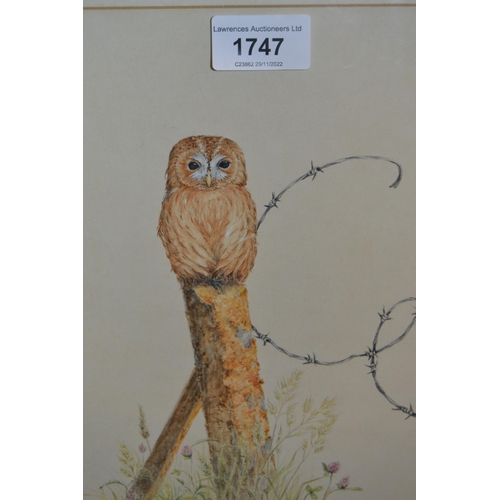 1747 - Anne Hillman, two watercolours, studies of an owl and blue tits, signed and gilt framed