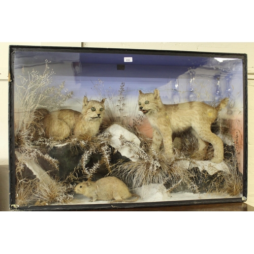 Taxidermy Late 19th Early 20th Century Preserved And Mounted Display