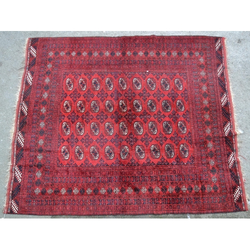 33 - Afghan carpet with rows of nine gols on a wine red ground, with multiple borders, 8ft 8ins x 7ft 8in... 