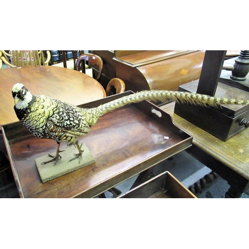 1609 - Taxidermy figure of an Asian pheasant