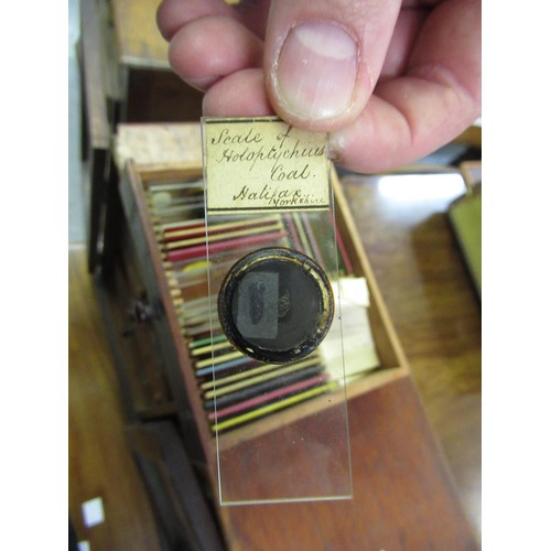 236 - J.H. Steward, London, gilt brass and black metal monocular microscope with accessories, in a mahogan... 